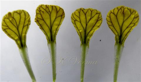  Petals